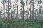 005-Everglades National Park